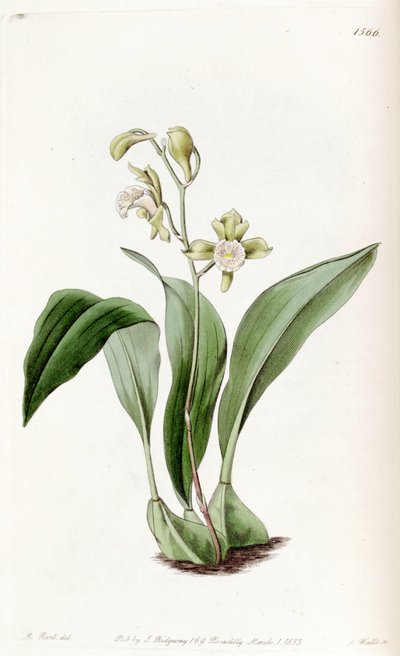 Bifrenaria racemosa (als syn. Maxillaria racemosa) door Jams  Watts